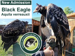 Young Black Eagle Admitted to Rehab Centre in George
